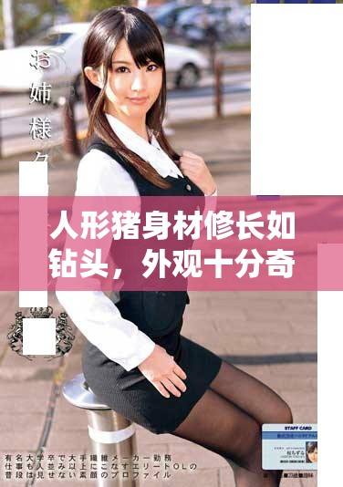 人形猪身材修长如钻头，外观十分奇特和引人注目
